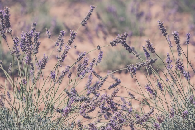 Primo piano di un campo di lavanda. Scatto filtrato sfocato con messa a fuoco selettiva