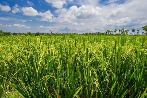 Primo piano di un campo di riso verde contro il cielo blu drammatico. vista di una risaia