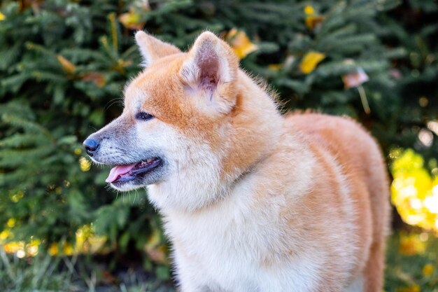 Primo piano di un cane Akita in un parco autunnale