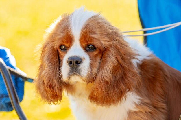 Primo piano di un cane Cavalier King Charles Spaniel che guarda attentamente la telecamera