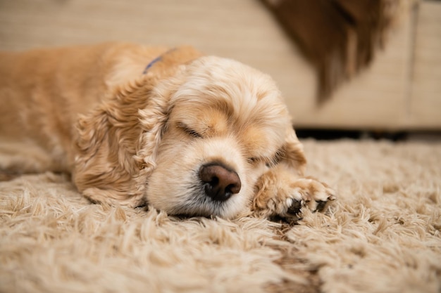 Primo piano di un cane che dorme sul tappeto nel soggiorno