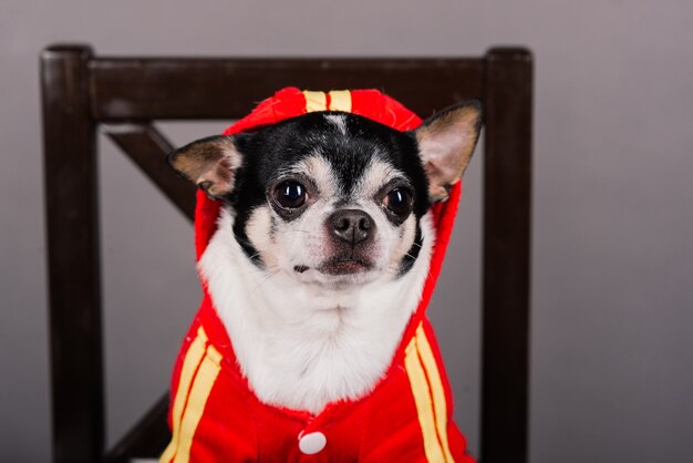 Primo piano di un cane Chihuahua