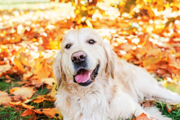 Primo piano di un cane da riporto tra le foglie autunnali gialle