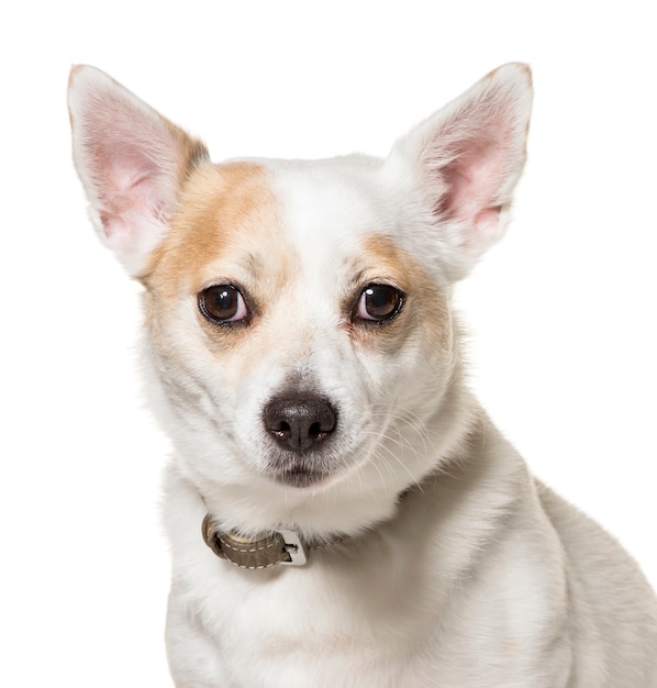 Primo piano di un cane di razza mista