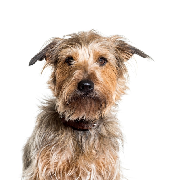 Primo piano di un cane di razza mista