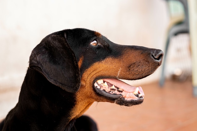 Primo piano di un cane dobermann nero seduto sul pavimento