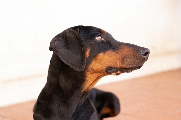 Primo piano di un cane dobermann nero seduto sul pavimento