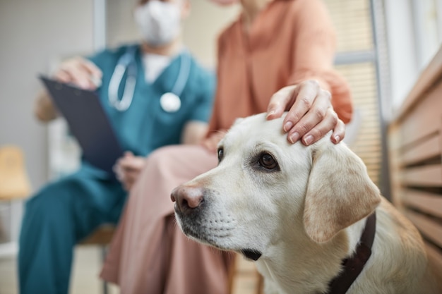 Primo piano di un cane Labrador bianco presso la clinica veterinaria con una proprietaria che lo accarezza, copia dello spazio