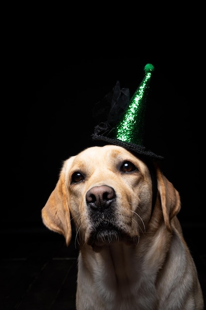 Primo piano di un cane Labrador Retriever in un copricapo