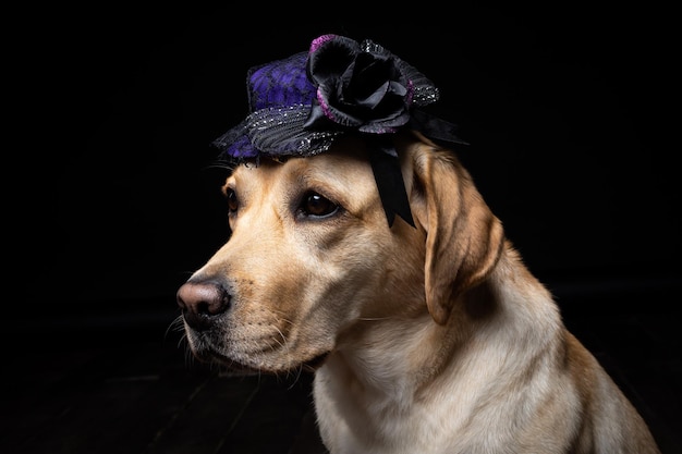 Primo piano di un cane Labrador Retriever in un copricapo