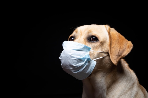 Primo piano di un cane Labrador Retriever in una maschera medica