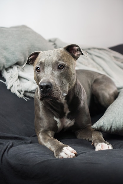 Primo piano di un cane Pit Bull a casa. Sdraiato sul divano. Messa a fuoco selettiva.