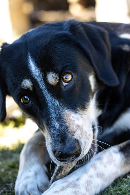 Primo piano di un cane sdraiato masticare un bastone