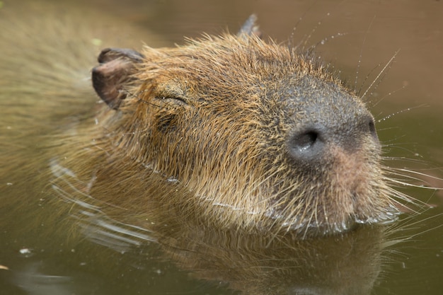 Primo piano di un capibara