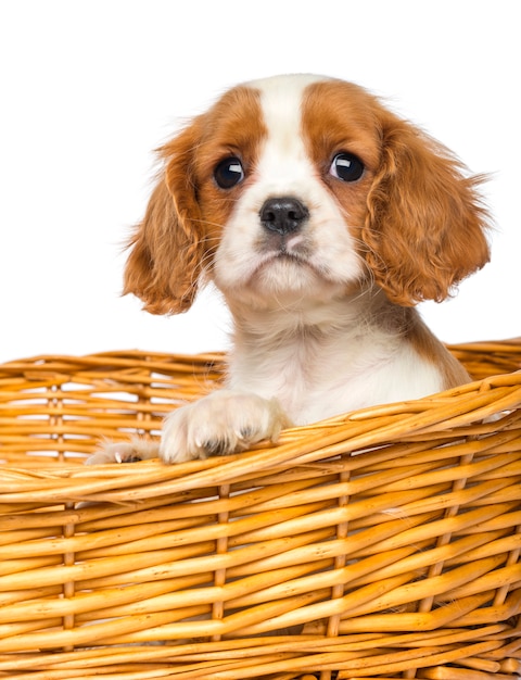 Primo piano di un cavalier King Charles Puppy in stoppino