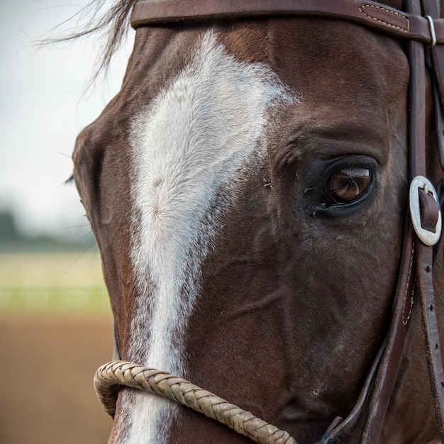 Primo piano di un cavallo in pista con la riflessione nell'occhio