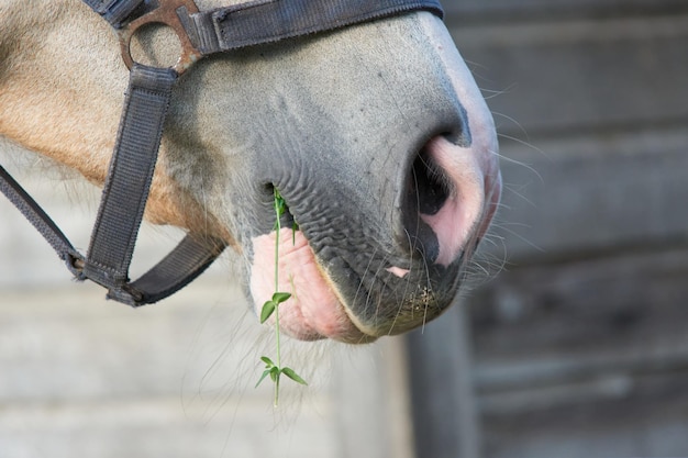 Primo piano di un cavallo in una fattoria nei Paesi Bassi