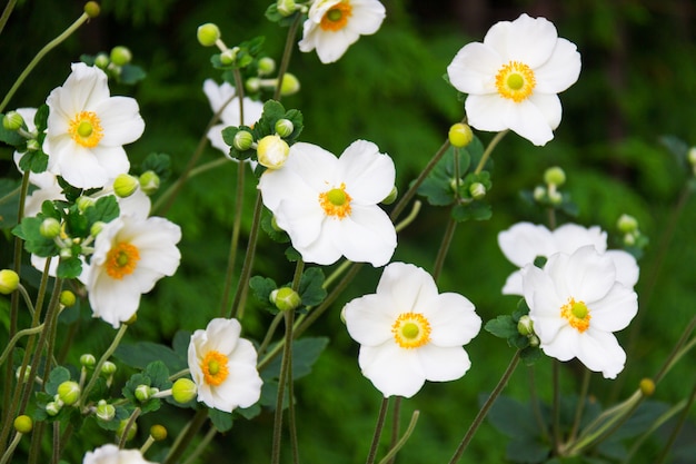 Primo piano di un cespuglio con fiori bianchi e centro giallo