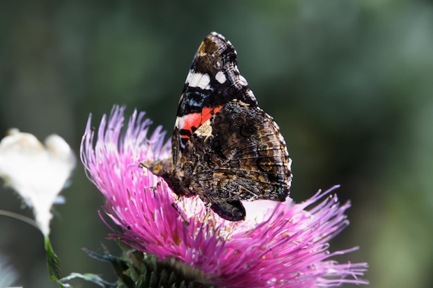 Primo piano di un cespuglio di farfalle di Buddleja Davidii