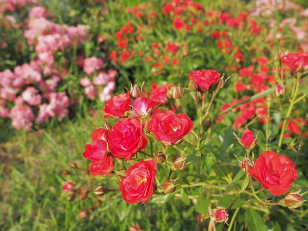 Primo piano di un cespuglio di rose rosse nel giardino estivo sotto la luce del sole Rose rosse spray con molti boccioli fiori aperti Un'aiuola in un parco un modo per decorare strade e paesaggi