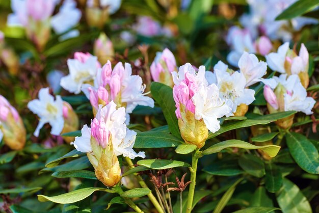 Primo piano di un cespuglio fiorito rosa in un parco in primavera al di fuori dei fiori di rododendro che crescono in un cespuglio su uno sfondo sfocato in un giardino botanico Nuova crescita stagionale a maggio