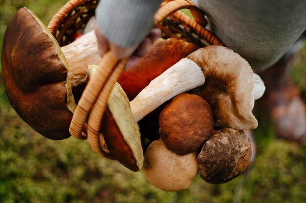 Primo piano di un cesto di vimini con funghi nelle mani di una giovane donna Concetto di raccolta