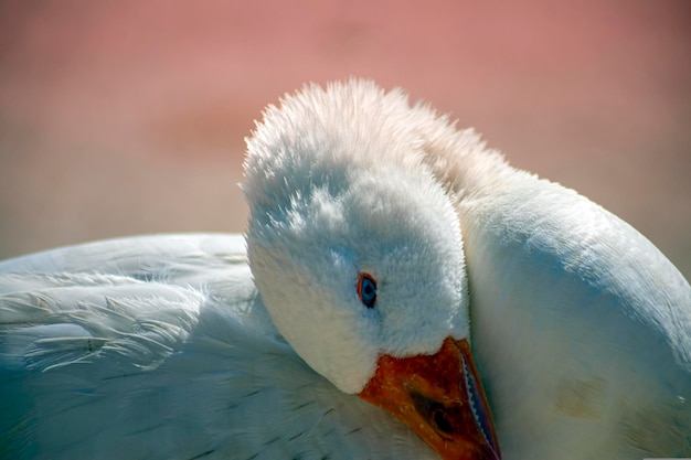 primo piano di un cigno bianco