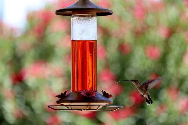 primo piano di un colibrì che si alimenta all'alimentatore, sfondo sfocato
