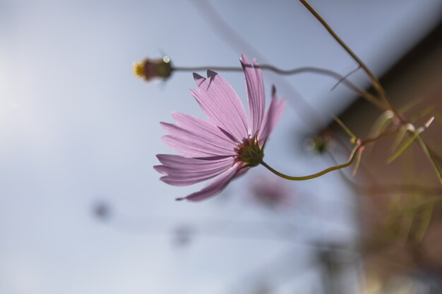 Primo piano di un colore lilla kosmeya di fiori su uno sfondo sfocato. la bellezza di una pianta in fiore