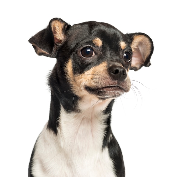 Primo piano di un cucciolo della chihuahua, isolato su bianco