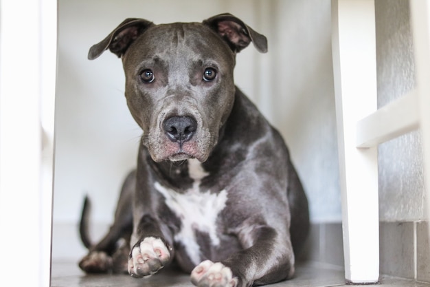 Primo piano di un cucciolo di cane Pit Bull a casa. Messa a fuoco selettiva.