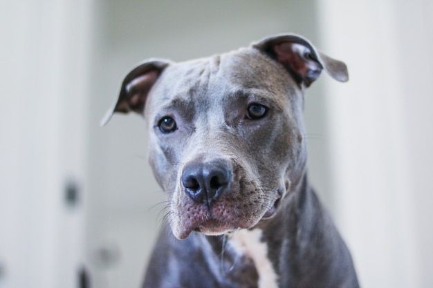 Primo piano di un cucciolo di cane Pit Bull a casa. Messa a fuoco selettiva.