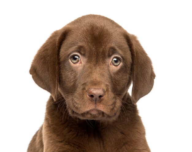 Primo piano di un cucciolo di labrador retriever