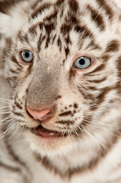 Primo piano di un cucciolo di tigre bianco