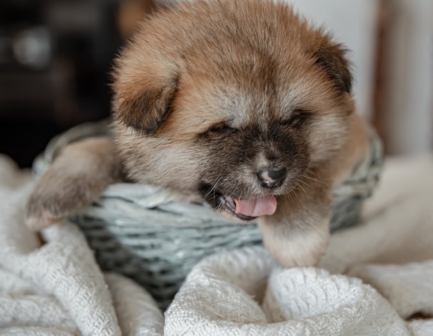 Primo piano di un cucciolo lanuginoso divertente che riposa in un cestino