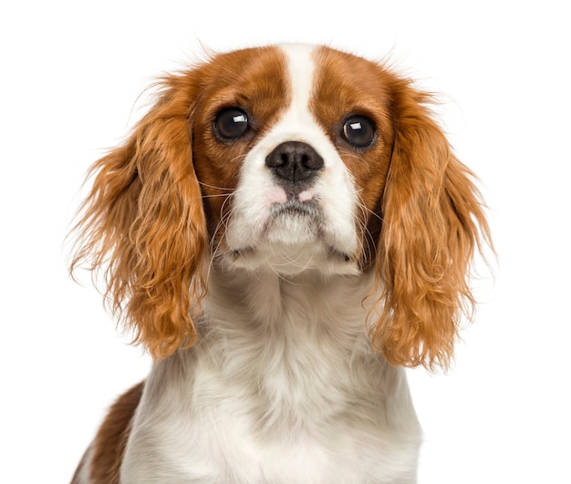 Primo piano di un cucciolo sprezzante di re Charles Spaniel, isolato su bianco