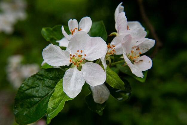 Primo piano di un delicato fiore di mela bianca con stami e foglie verdi petali in fiore fragilità freschezza e crescita durante la primavera