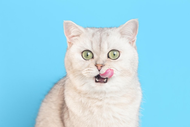 Primo piano di un divertente gatto britannico bianco che lecca le labbra su uno sfondo blu