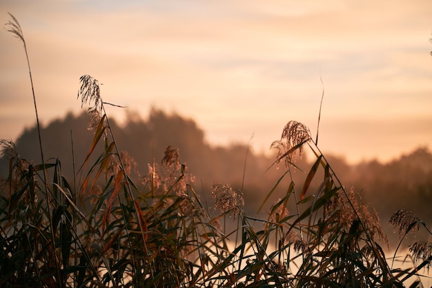 Primo piano di un'erba mattutina contro l'alba