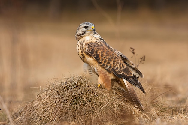 Primo piano di un falco dalle spalle rosse appollaiato sull'erba secca in un campo