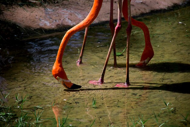 Primo piano di un fenicottero rosa che si inchina per il cibo nell'acqua.