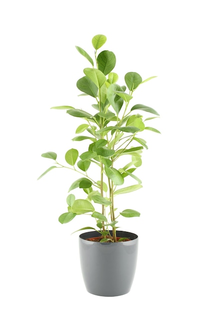 Primo piano di un ficus in vaso di fiori Pianta in un vaso isolato su sfondo bianco