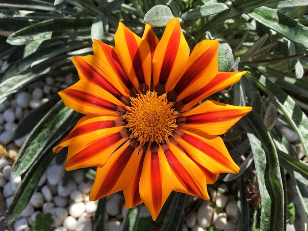 Primo piano di un fiore a margherita africana con sfondo verde foglia.