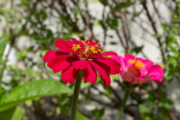 Primo piano di un fiore con sfondo sfocato