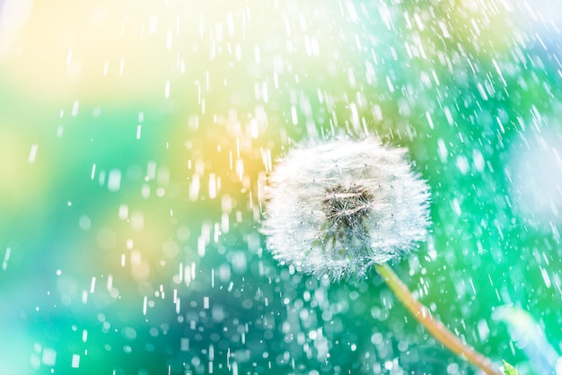 Primo piano di un fiore del dente di leone con le gocce dell'acqua