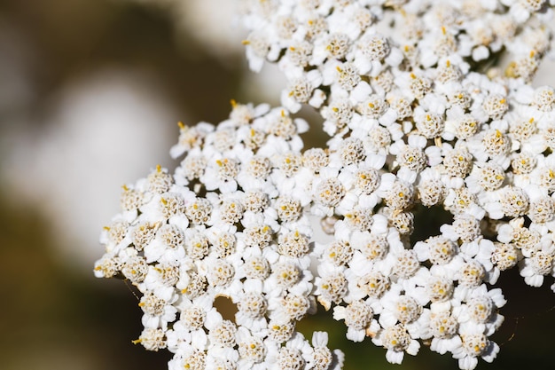 Primo piano di un fiore di achillea Yarrow Achillea fiorisce allo stato selvatico tra le erbe Erba medica