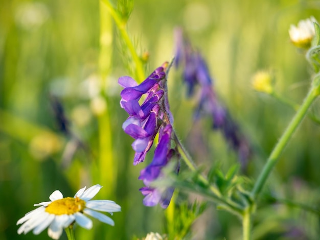 Primo piano di un fiore di campo Vicia cracca con petali viola brillante al tramonto Erba infestante Messa a fuoco selettiva