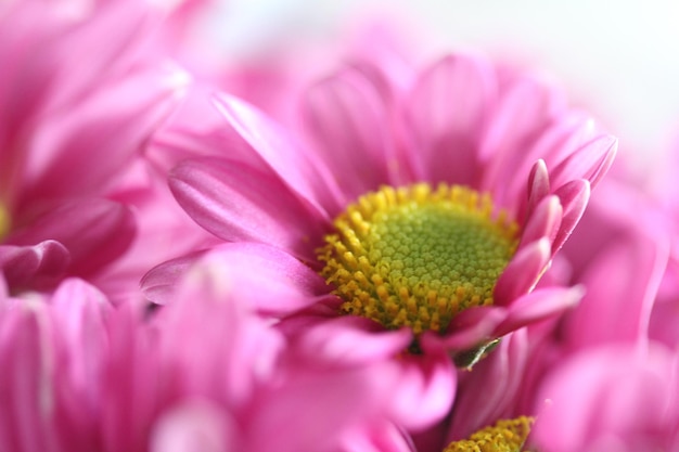 Primo piano di un fiore di crisantemo viola a volte chiamato mamma o famiglia delle asteraceae di chrysanths