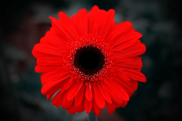 Primo piano di un fiore di gerbera ored su sfondo scuro dark