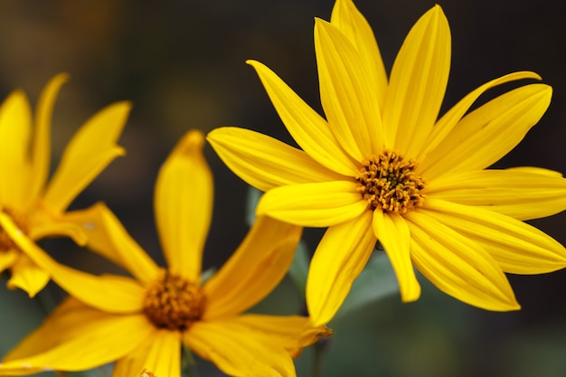 Primo piano di un fiore di giardino d'oro arancione. Topinambur, bellissimi fiori gialli autunnali